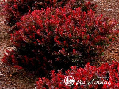 Raugerškis tunbergo ,Crimson Pygmy Barberry' (lot. Berberis thunbergii) 